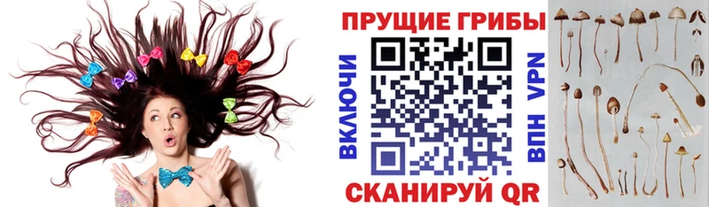 Купить  Волхов  Псилоцибиновые грибы ЛСД 